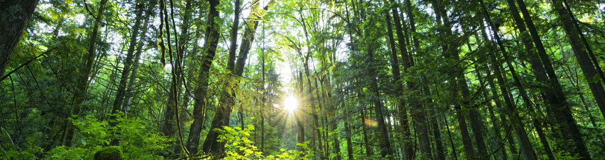 go-green-main-bitmap